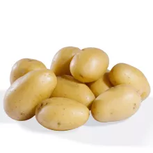 PLANTAARDAPPEL GLORIA
