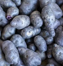 PLANTAARDAPPEL VITELOTTE