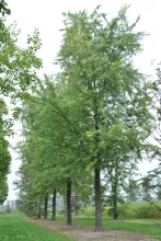 Acer saccharinum 'Laciniatum Wieri'