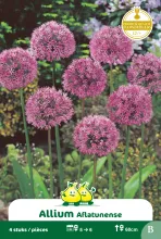 Allium 'Aflatunense'