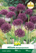 Allium 'Atropurpureum'
