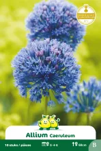 Allium 'Caeruleum'