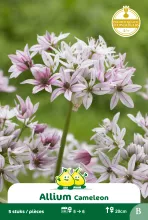 Allium 'Cameleon'