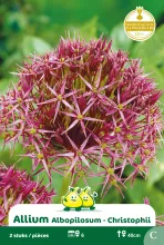 Allium christophii (albopilosum)