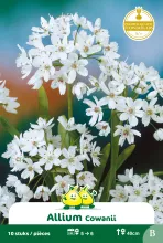 Allium 'Cowanii'