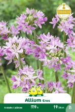 Allium 'Eros'
