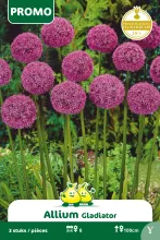 Allium 'Gladiator'