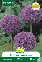 Allium 'Globemaster'
