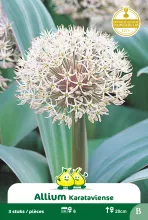 Allium 'Karataviense'
