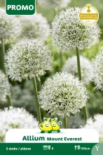 Allium 'Mount Everest'