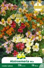 Alstroemeria Mix 2 D