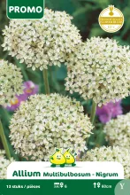 Allium 'Multibulbosum'