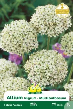 Allium 'Multibulbosum' Allium 'Multibulbosum'