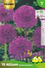 Allium 'Purple Sensation'