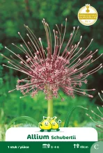 Allium 'Schubertii'