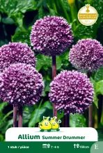 Allium 'Summer Drummer'