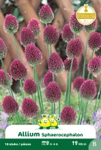 Allium Sphaerocephalon