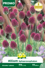 Allium Sphaerocephalon