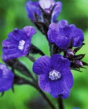 Anchusa azurea 'Loddon Royalist'