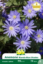Anemone 'Blanda Blue Shades' Anemone 'Blanda Blue Shades'