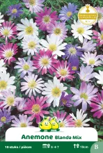 Anemone 'Blanda' Mix Anemone 'Blanda' Mix