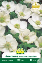 Anemone Coronaria 'The Bride'