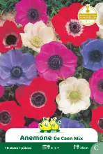 Anemone 'De Caen'