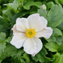 Anemone 'Snow Elsa'