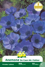 Anemone 'Mr. Fokker'