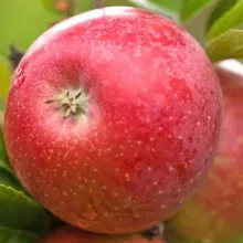 Appel 'AROMA'
