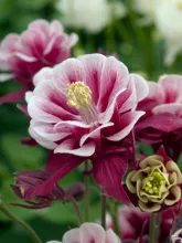 Aquilegia vulg. 'Winky'