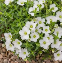 Arenaria montana