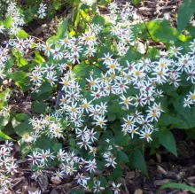 Aster divaricatus 'Eastern Star'