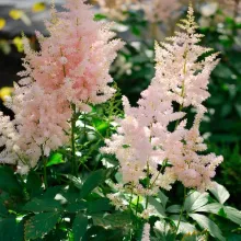 Astilbe (J) 'Europa'
