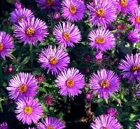 Aster