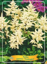 Astilbe (J) 'Washington'