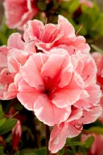 Azalea Encore® 'Sunburst'