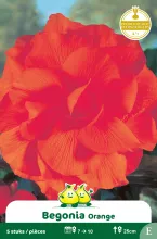 Dubbele Begonias Oranje E