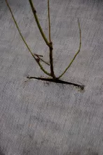 BIO GRONDDOEK (per lm)
