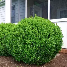 Buxus Newgen Freedom ®