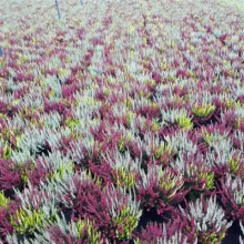 Calluna 'Beauty Ladies' driekleurig