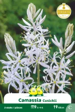 Camassia 'Cusikii' Camassia 'Cusikii'
