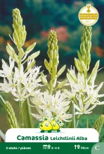 Camassia Leichtlinii 'Alba'