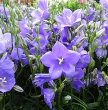Campanula pers. 'Takion Blue'