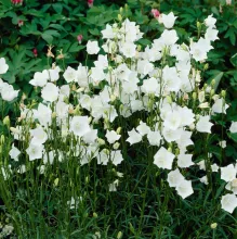 Campanula pers. 'Takion white'