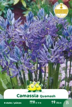 Camassia 'Quamash' Camassia 'Quamash'