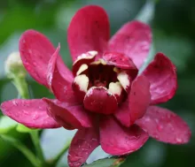 Calycanthus 'Aphrodite'