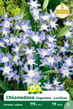 Chionodoxa 'Gigantea' Chionodoxa 'Gigantea'