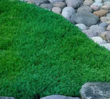 Chamaemelum nobile 'Treneague'
