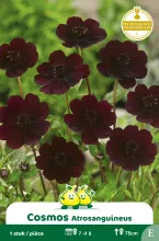 Cosmos Atrosanguineus 1 E
